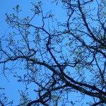 p1000938 p1000938